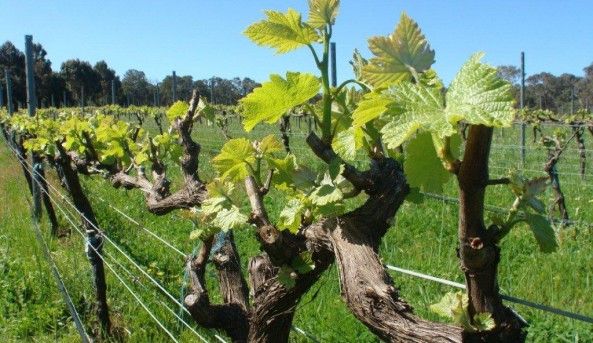Margaret River Winery grape vine