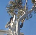 Finding Professional Tree Lopping Services in Perth