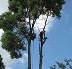 What Can a Perth Tree Removal Company Do?